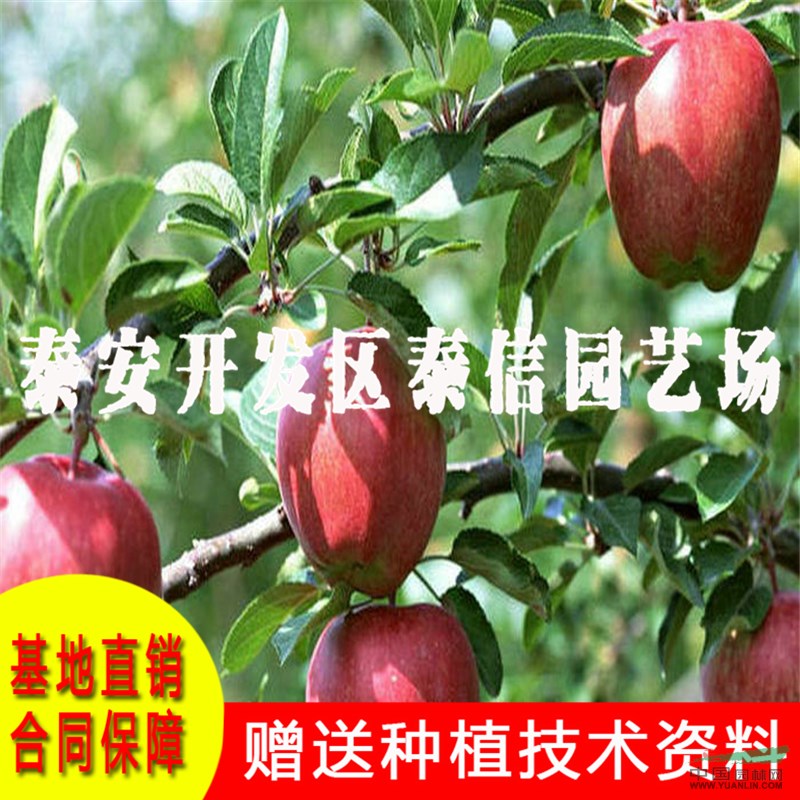 123蘋果苗基地 123蘋果苗價(jià)格