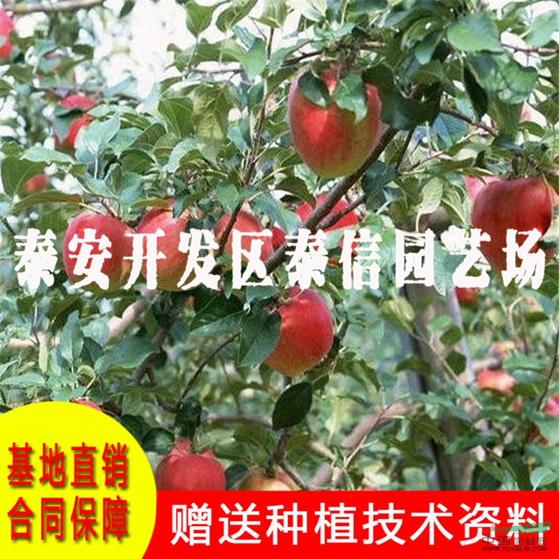 柱狀蘋果苗價格 柱狀蘋果苗基地