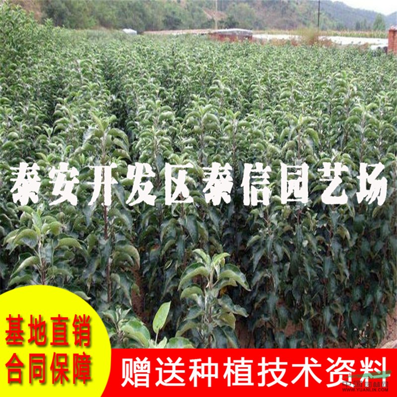 柱狀蘋果苗價格 柱狀蘋果苗基地