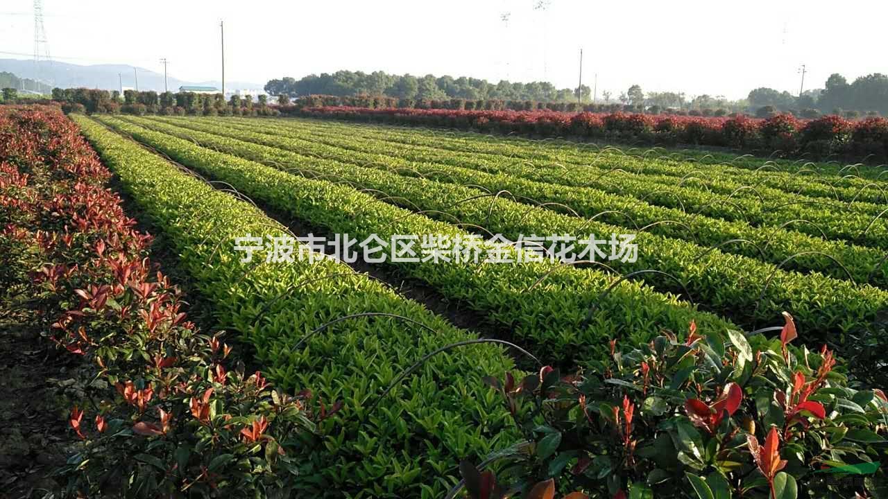 寧波出售青珊瑚小苗，50萬棵，苗子粗壯  價格便宜