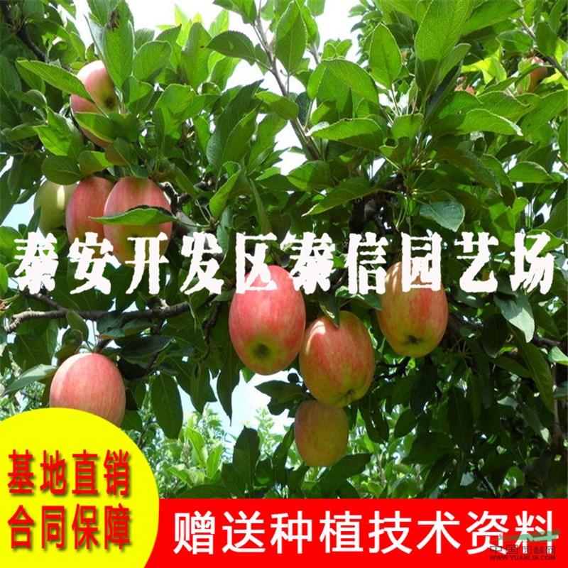 矮化蘋果苗基地 矮化蘋果苗批發(fā)