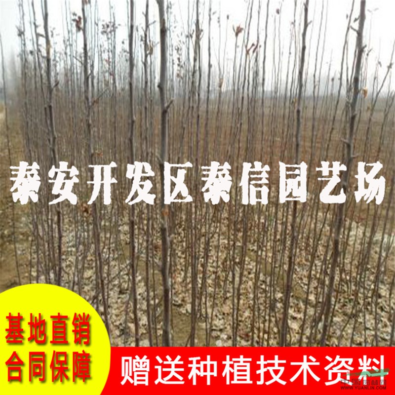 矮化蘋果苗基地 矮化蘋果苗批發(fā)