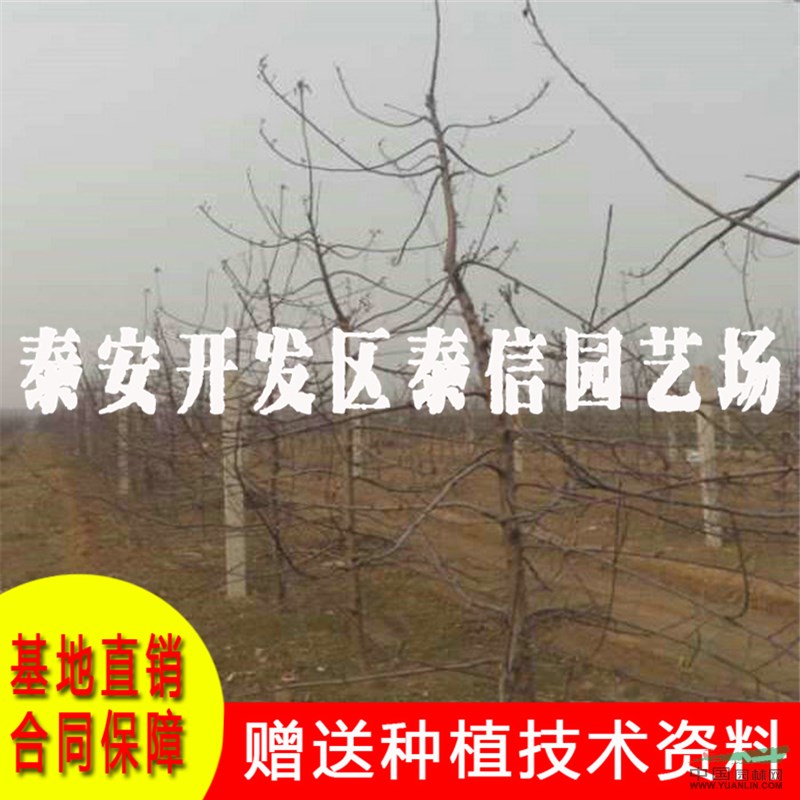 M9蘋果苗批發(fā) M9蘋果苗基地