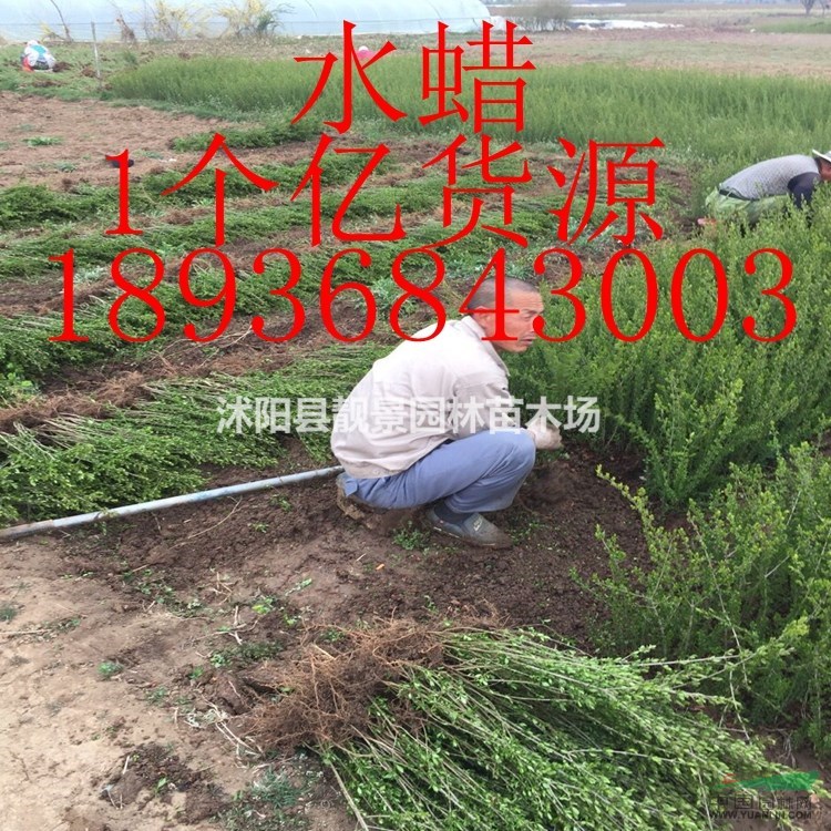 扦插水蜡60公分高,水蜡3年苗直销,量大优惠