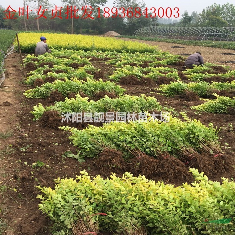 江苏金叶女贞60公分高,金叶女贞3分支,金叶女贞苗圃直销