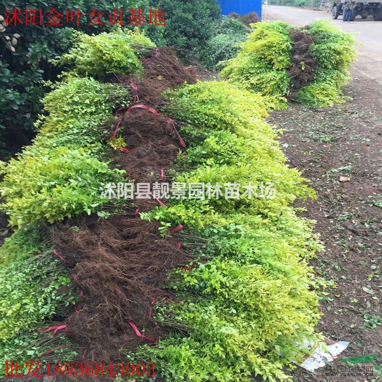 江苏金叶女贞60公分高,金叶女贞3分支,金叶女贞苗圃直销