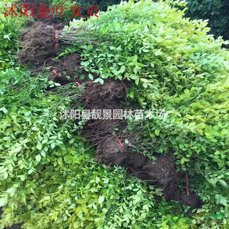 江苏金叶女贞60公分高,金叶女贞3分支,金叶女贞苗圃直销