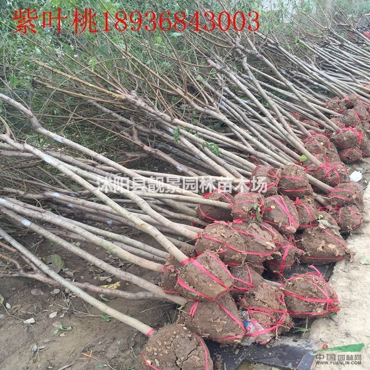 江苏紫叶桃5公分,紫叶碧桃基地,苗圃直销,量大优惠