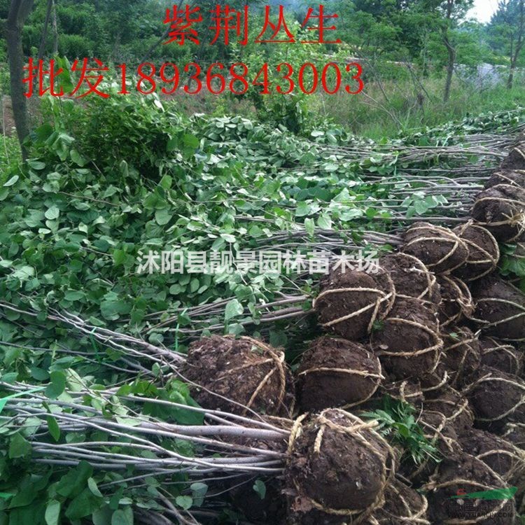 江苏紫荆3公分粗,独杆紫荆量大,苗圃直销丛生紫荆,量大优惠