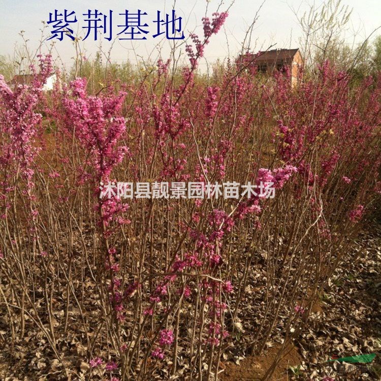 江苏紫荆3公分粗,独杆紫荆量大,苗圃直销丛生紫荆,量大优惠