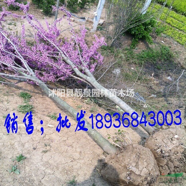 江苏紫荆3公分粗,独杆紫荆量大,苗圃直销丛生紫荆,量大优惠
