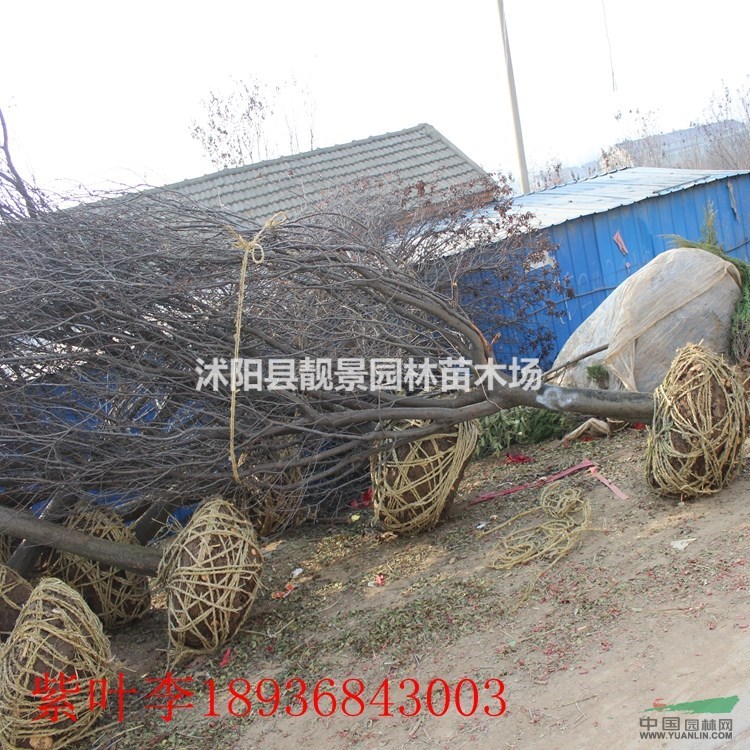 江苏紫叶李基地,紫叶李5公分粗,苗圃直销紫叶李,量大优惠