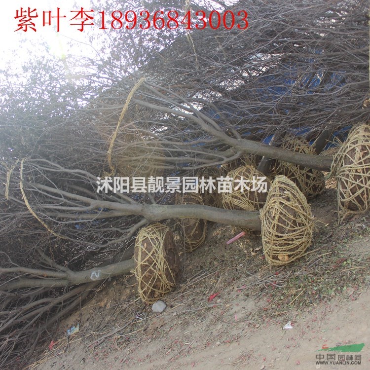 江苏紫叶李基地,紫叶李5公分粗,苗圃直销紫叶李,量大优惠