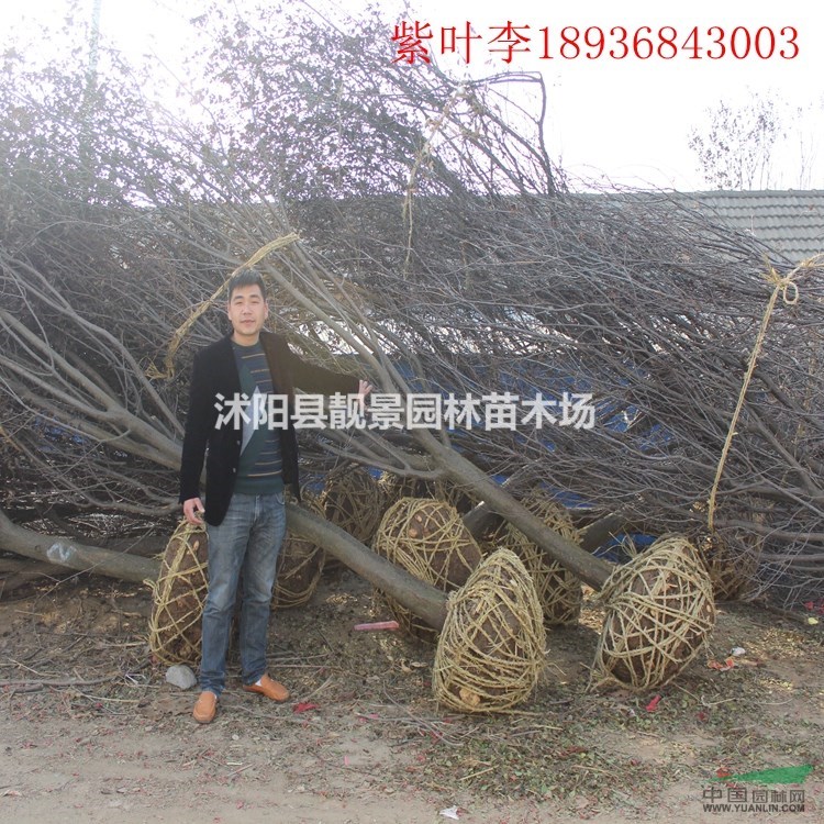 江苏紫叶李基地,紫叶李5公分粗,苗圃直销紫叶李,量大优惠