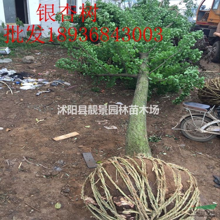 江苏银杏树基地,银杏10公分报价,银杏苗圃直销,量大优惠