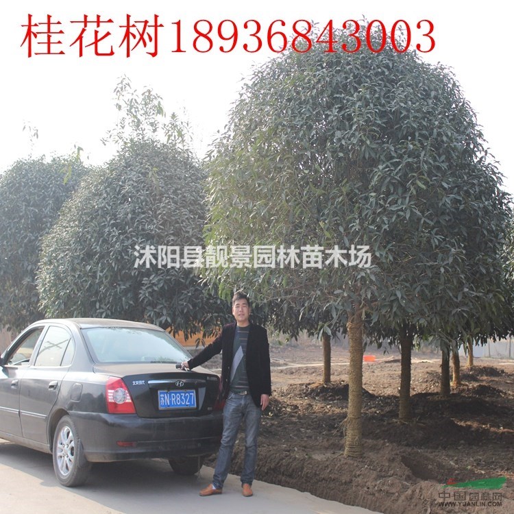 江苏桂花树基地,桂花10公分价格,桂花树苗圃直销,量大优惠