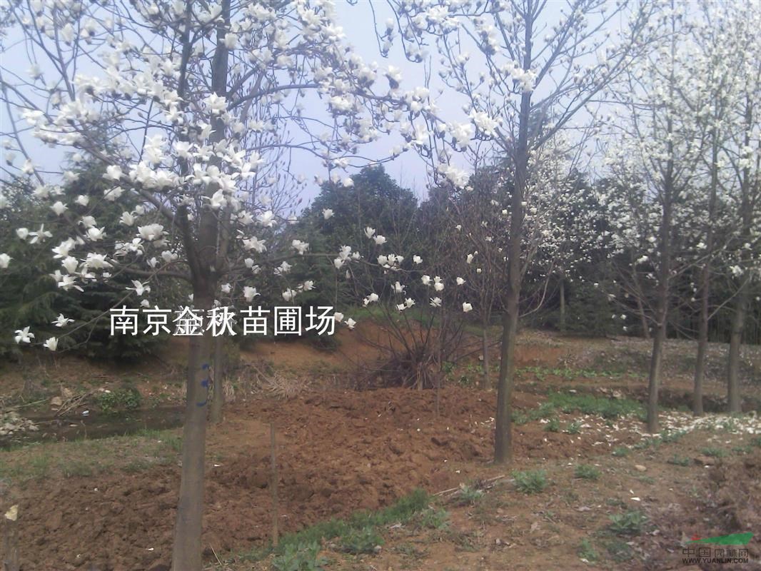 16公分白玉蘭價(jià)格