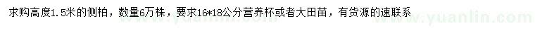 求購高1.5米側(cè)柏