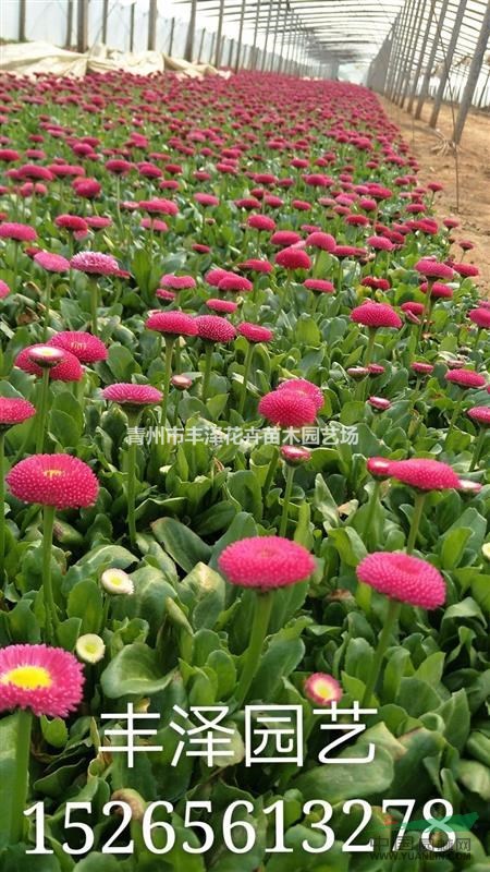 雛菊