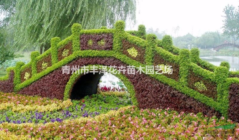 雛菊