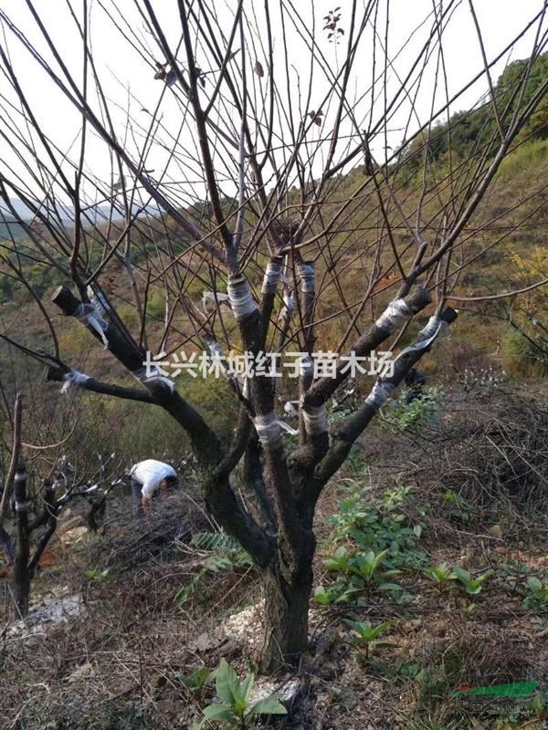 浙江8-15公分红梅量大