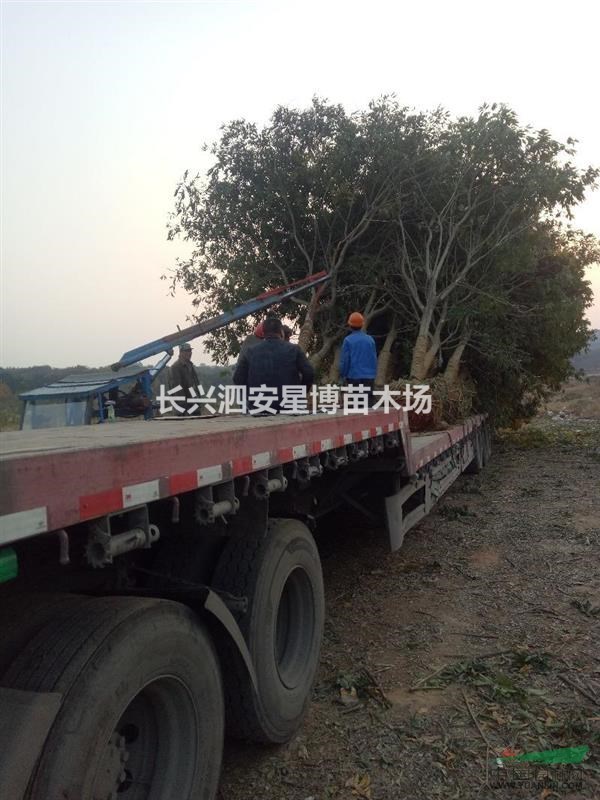 浙江省長興縣泗安鎮(zhèn)星博苗木場長年供應(yīng)12至18公分無患子
