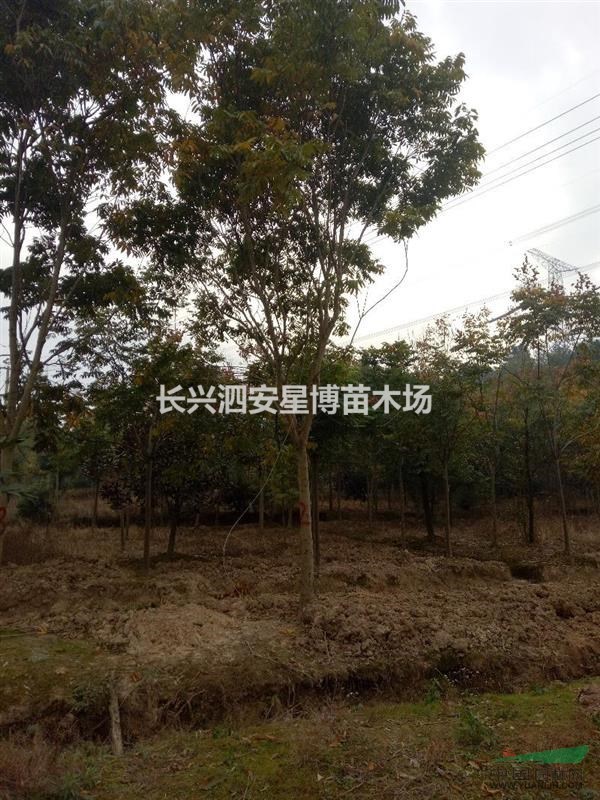 浙江省長興縣泗安鎮(zhèn)星博苗木場長年供應(yīng)12至18公分無患子