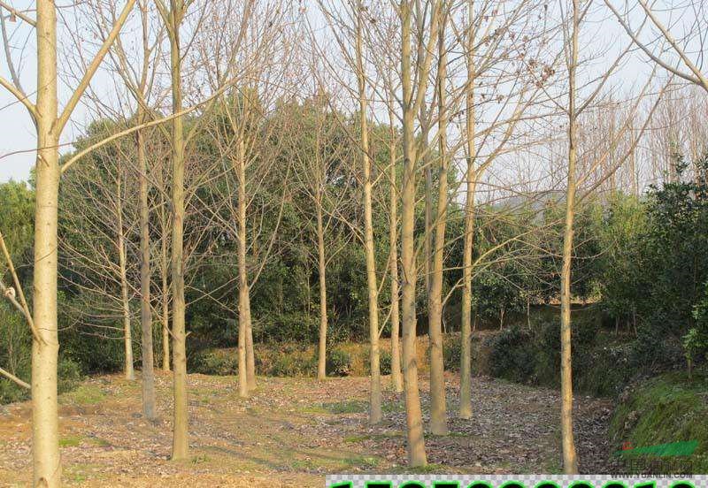 馬褂木胸徑12公分15公分多少錢