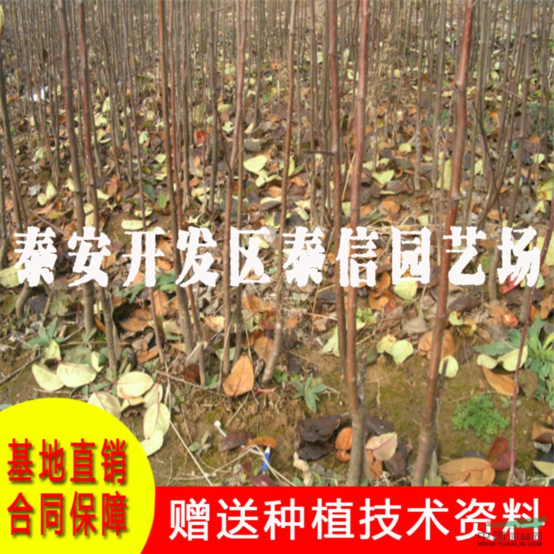 紅夏蘋果苗價格 紅夏蘋果苗基地