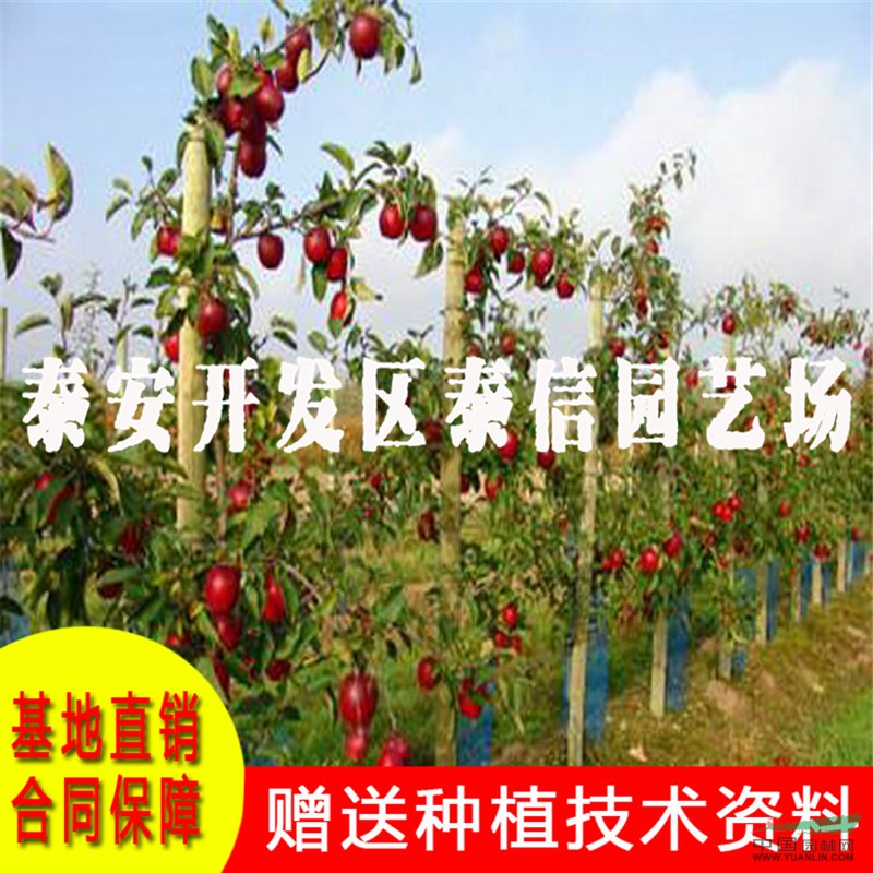 紅夏蘋果苗價格 紅夏蘋果苗基地