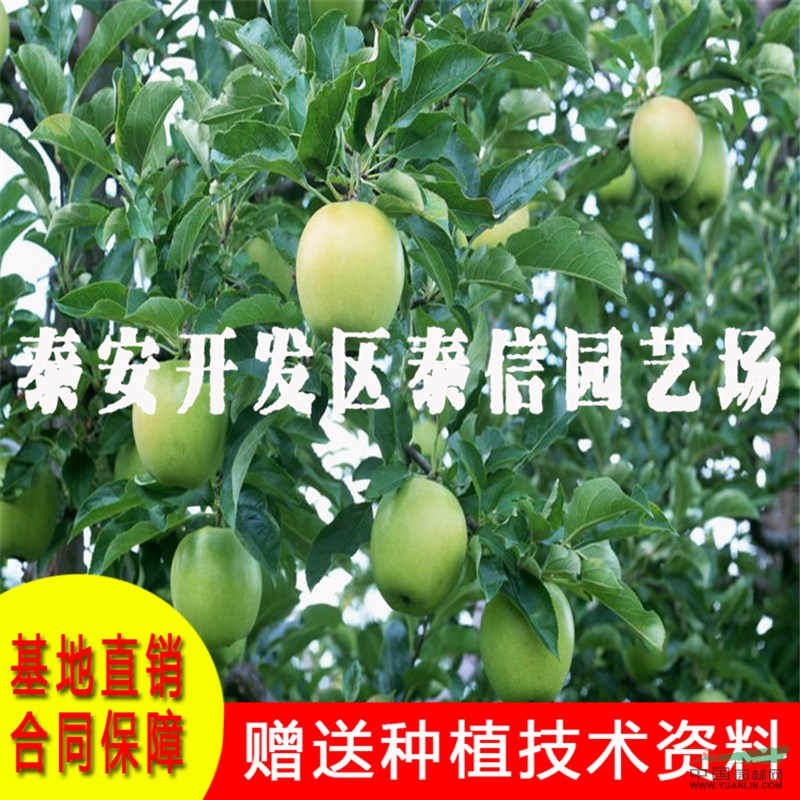 藤木一號(hào)蘋(píng)果苗基地 藤木一號(hào)蘋(píng)果苗批發(fā)