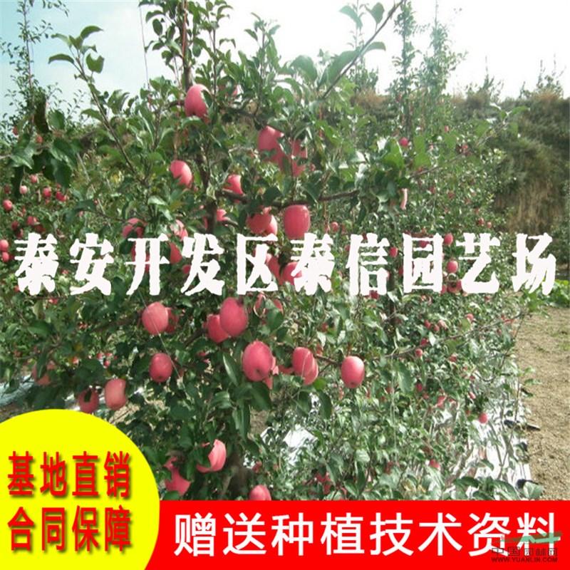 藤木一號(hào)蘋(píng)果苗基地 藤木一號(hào)蘋(píng)果苗批發(fā)