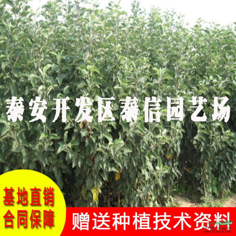 中秋王蘋果苗批發(fā) 中秋王蘋果苗價格