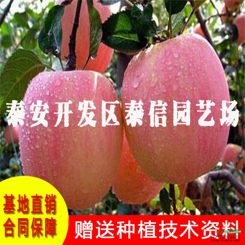 中秋王蘋果苗批發(fā) 中秋王蘋果苗價格