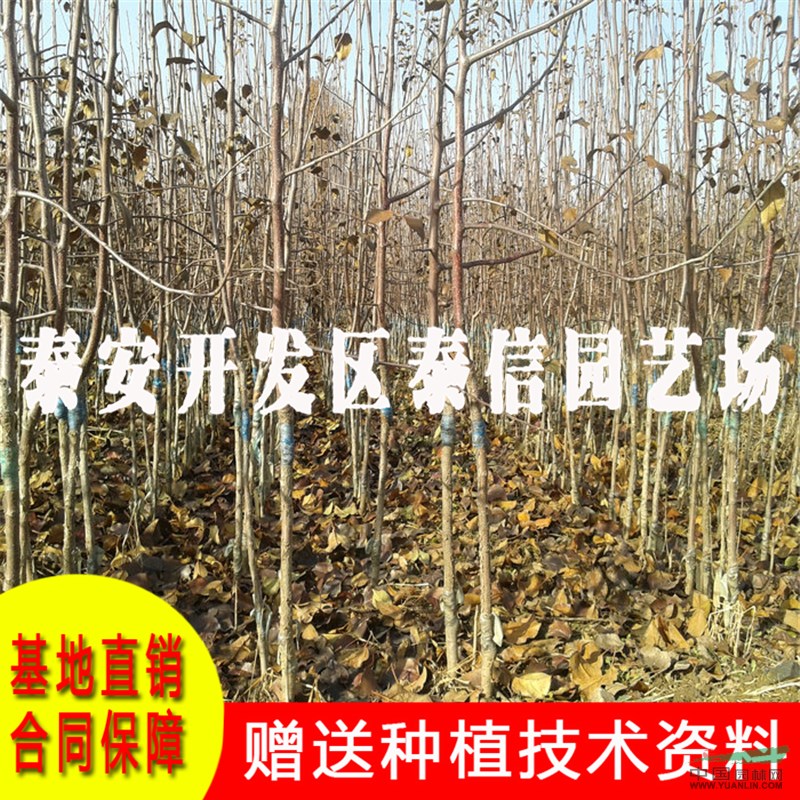 長富2號蘋果苗基地 長富2號蘋果苗價(jià)格
