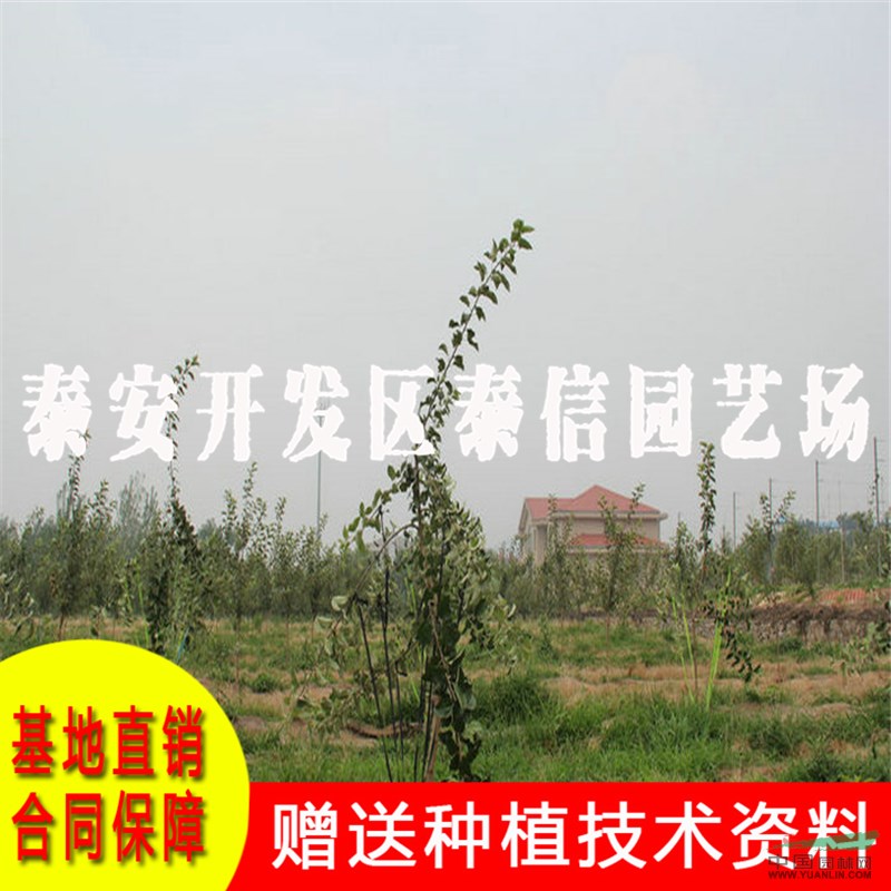 長富2號蘋果苗基地 長富2號蘋果苗價(jià)格