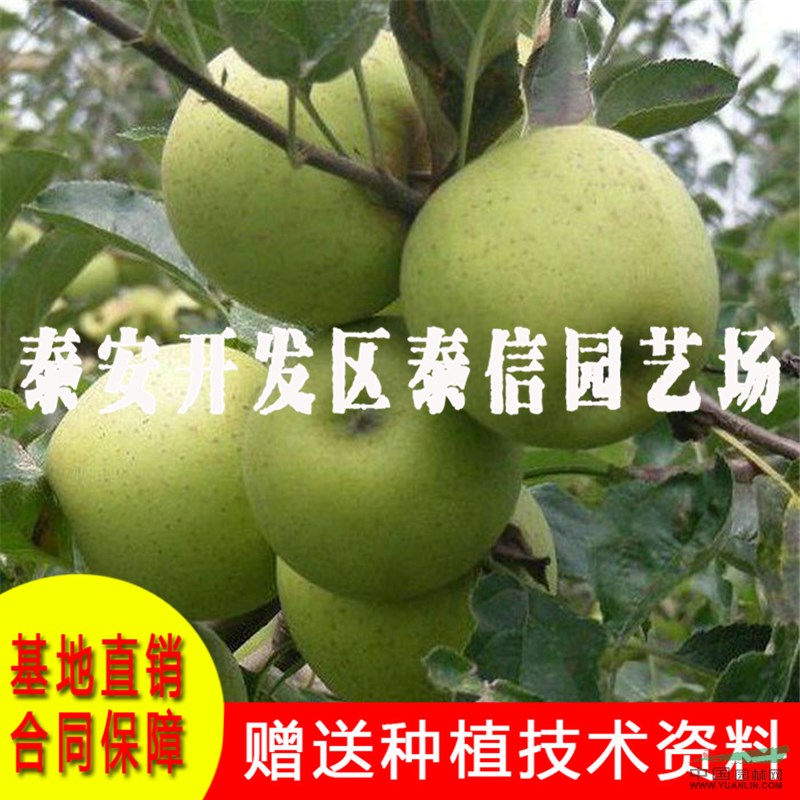 新2001蘋(píng)果苗批發(fā) 新2001蘋(píng)果苗基地