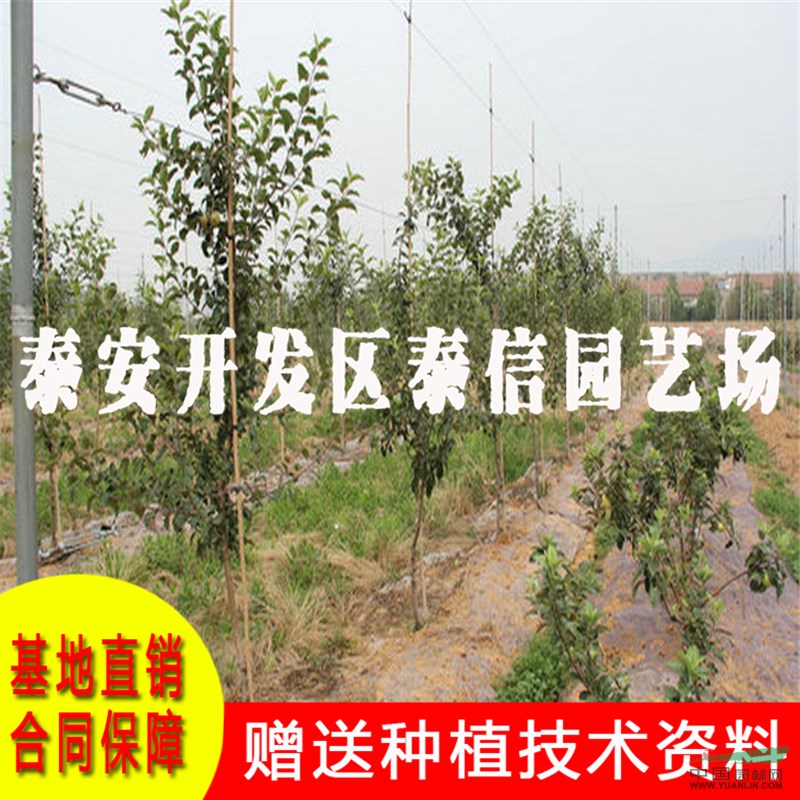 新2001蘋(píng)果苗批發(fā) 新2001蘋(píng)果苗基地