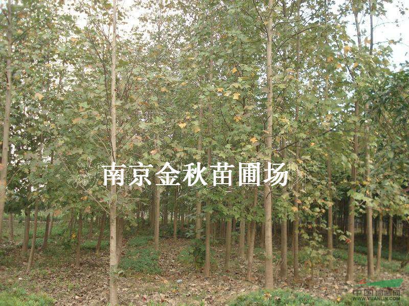 馬褂木胸徑12公分15公分多少錢