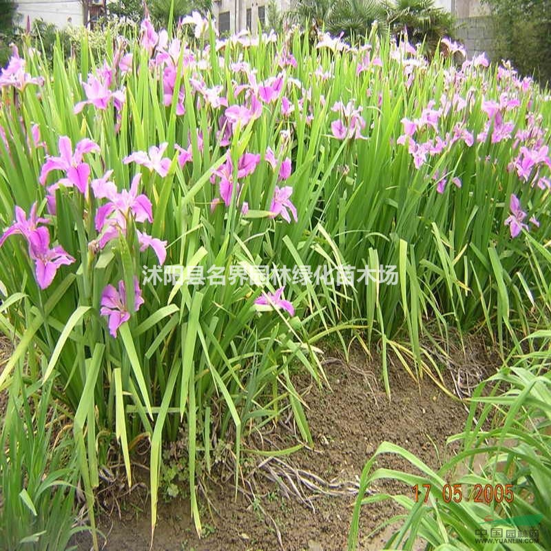 供應紫花鳶尾