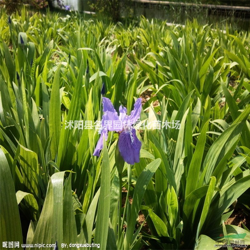 供應紫花鳶尾