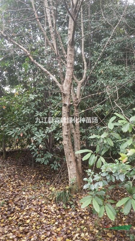 江西地區(qū)供應(yīng)叢生三角楓