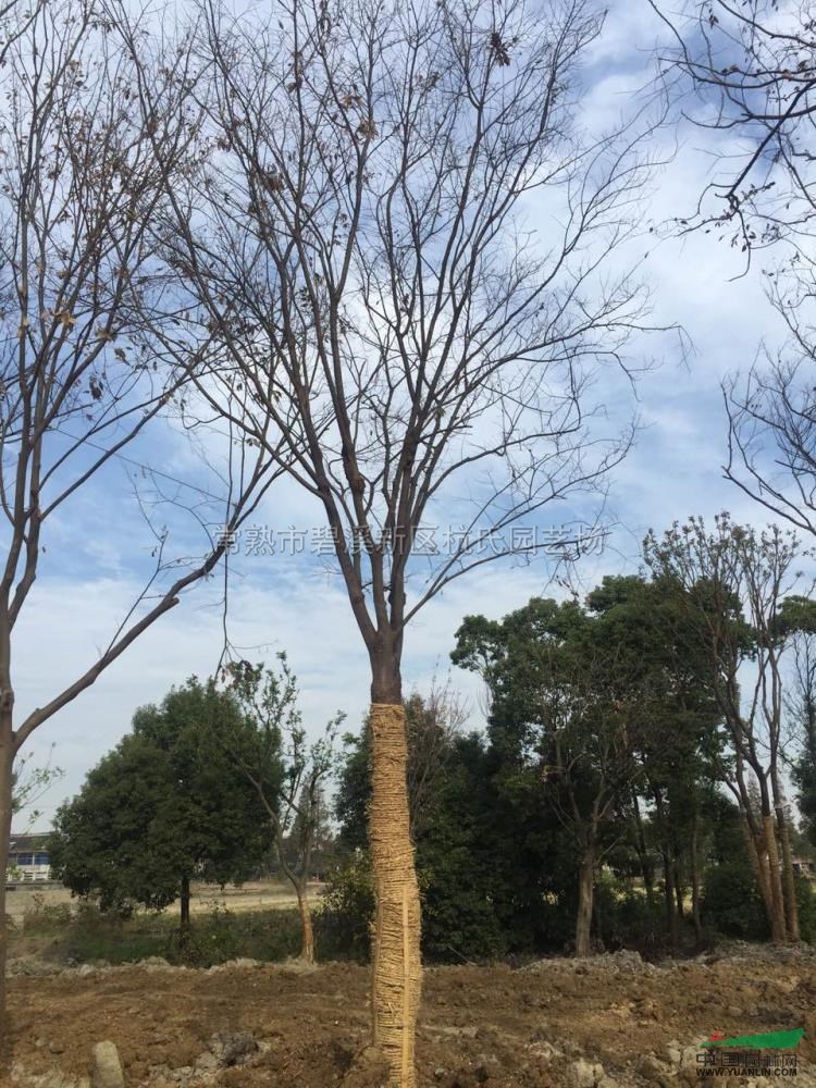 江蘇18到20公分櫸樹4