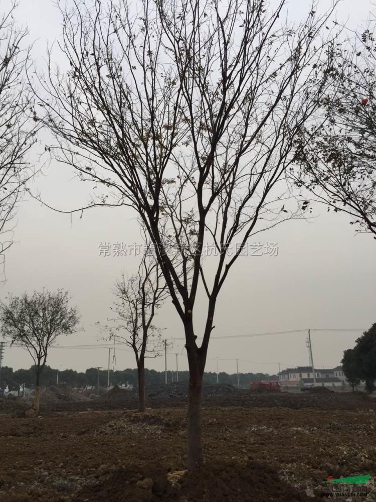 江蘇22公分櫸樹(shù)6信息