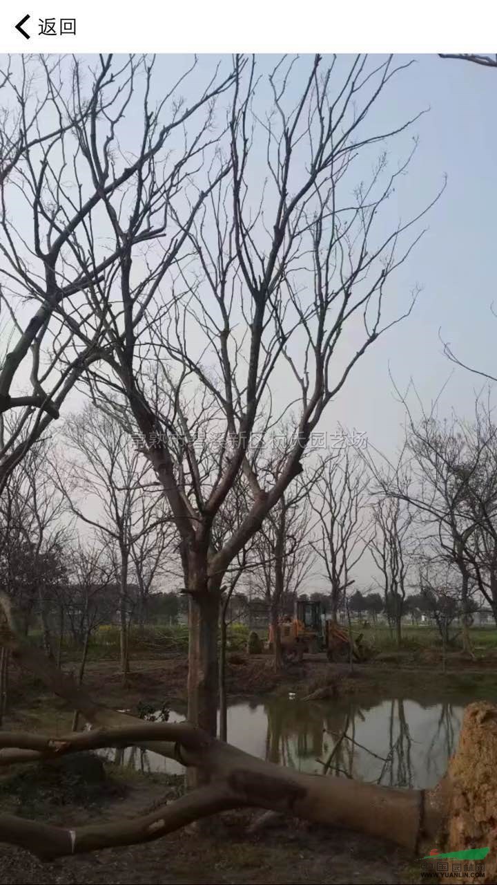 江蘇25公分樸樹3信息