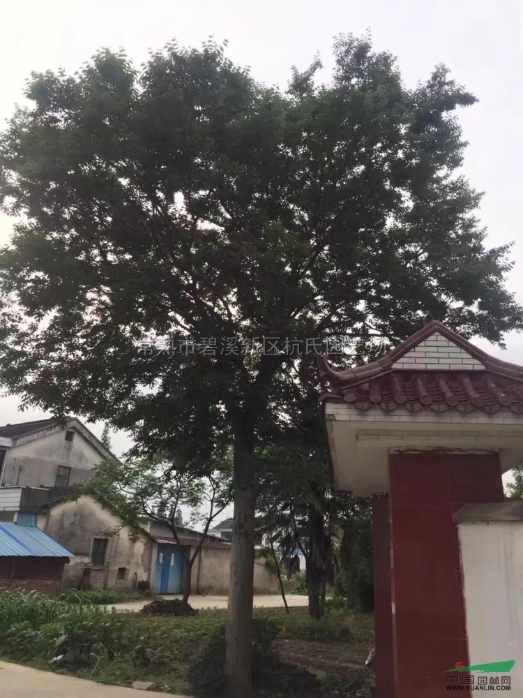 江蘇28到30公分櫸樹7最新報價/28到30公分櫸樹7圖片