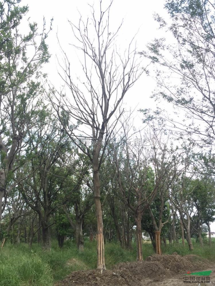 28到30公分樸樹行情報(bào)價(jià)\28到30公分樸樹圖片展示