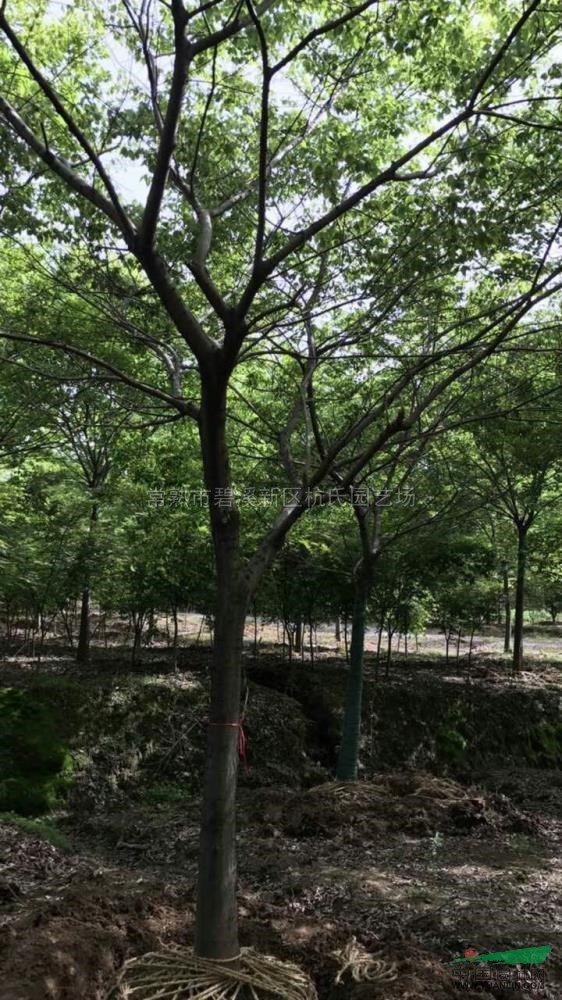 江蘇胸徑18到20公分樸樹6信息