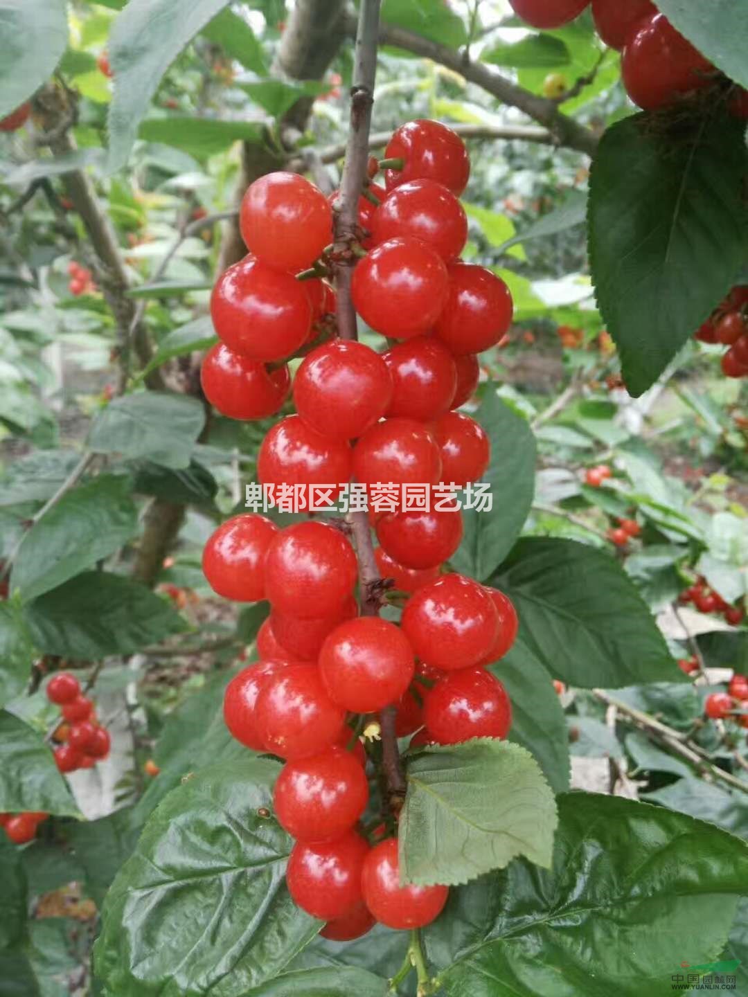 供應櫻桃果 櫻桃苗 一手貨源 量大