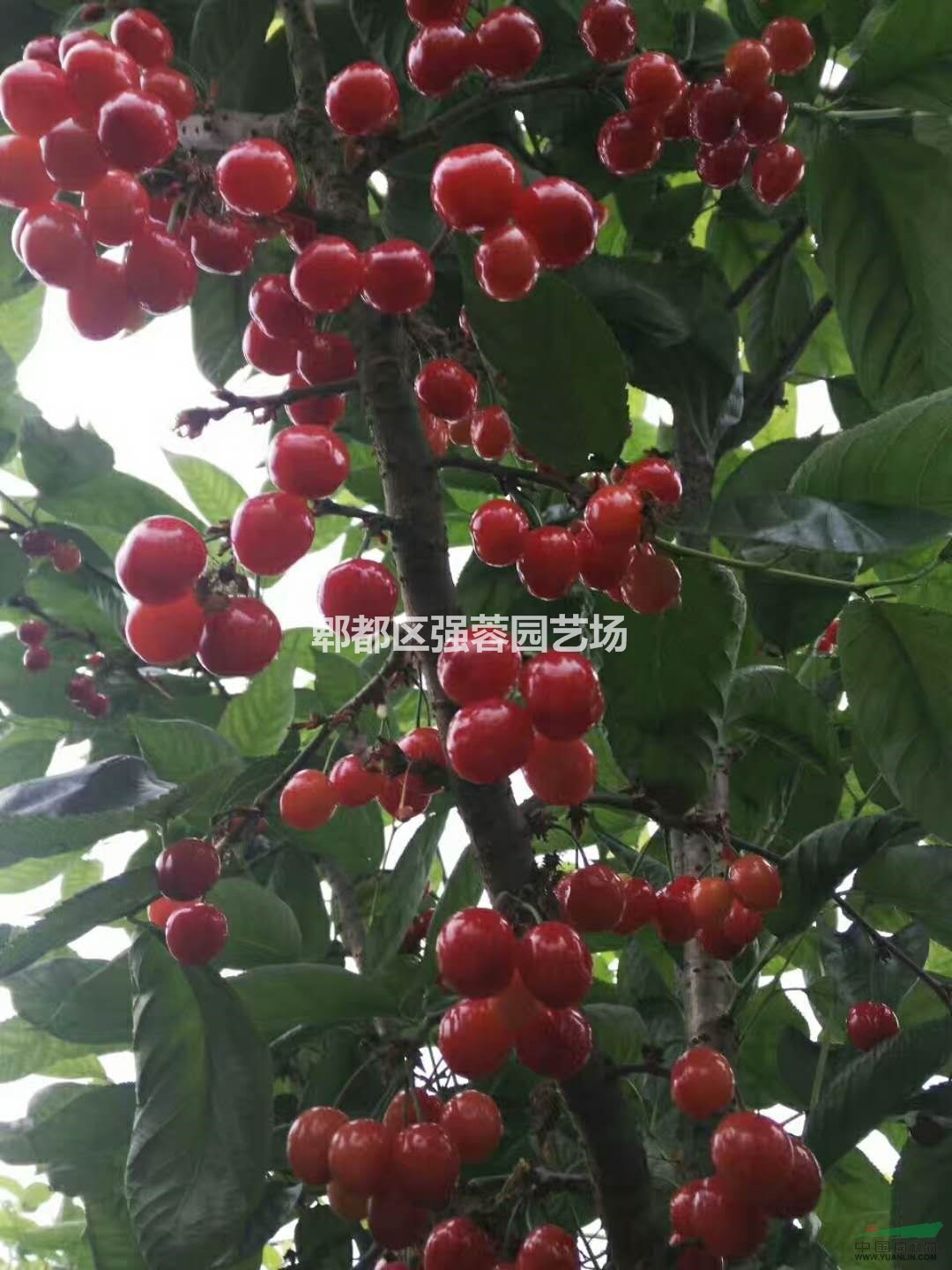 供應櫻桃果 櫻桃苗 一手貨源 量大